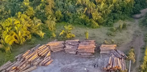 Ação contra extração ilegal de madeira no Pará: desmatamento na Amazônia cai pelo terceiro ano consecutivo (Foto: Agência Pará)