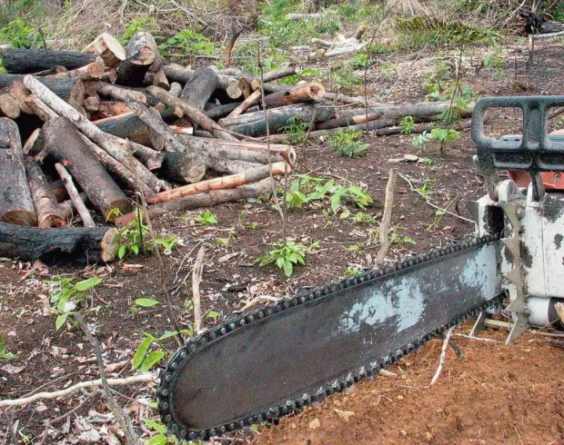 O que diz o PL da Grilagem em tramitação no Congresso