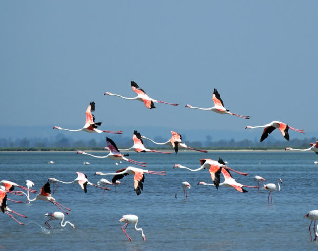 O que é a COP 15 das Espécies Migratórias que acontece pela primeira vez no Brasil