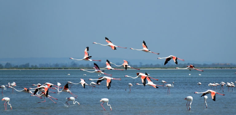 Foto colorida que mostra diversos flamingos voando. Mar azul ao fundo