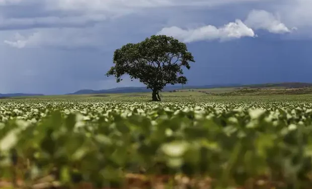 Existe soja “sustentável”? As contradições da produção “livre de desmatamento”