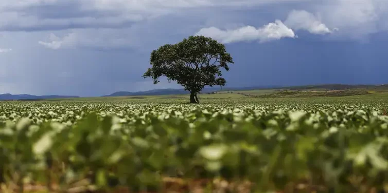 Foto colorida que mostra plantação de soja desfocada, com uma única árvore no centro da imagem. Ao fundo, céu com nuvens