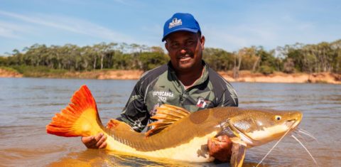 Pesquisador com bagre gigante na Amazônia: COP15 aprova maior proteção (Foto: TV Fish)