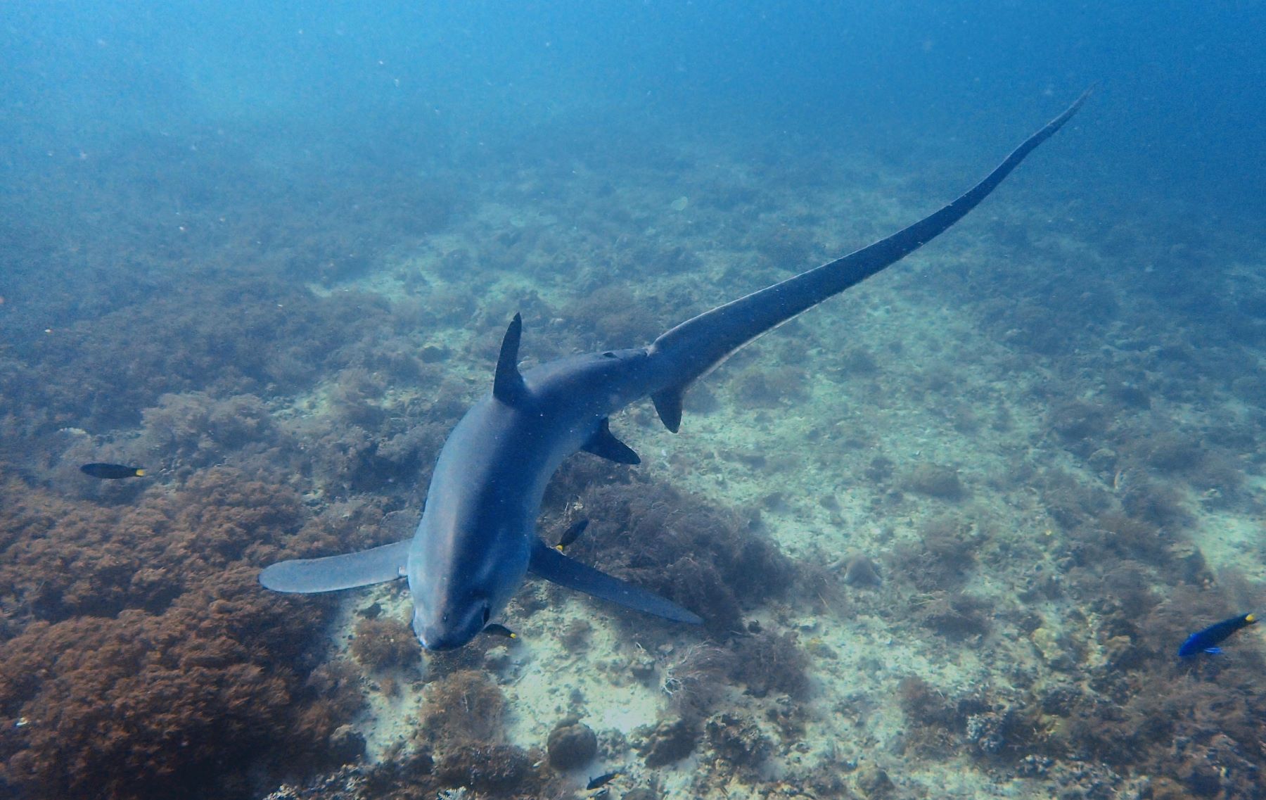 Tubarão-raposa-pelágico (Alopias pelagicus), classificado como em perigo de extinção pela União Internacional para a Conservação da Natureza (UICN): mais proteção aprovada pelo voto (Foto: Divulgação)
