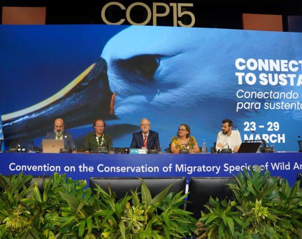 COP15 inclui mais 40 espécies migratórias em regras de proteção