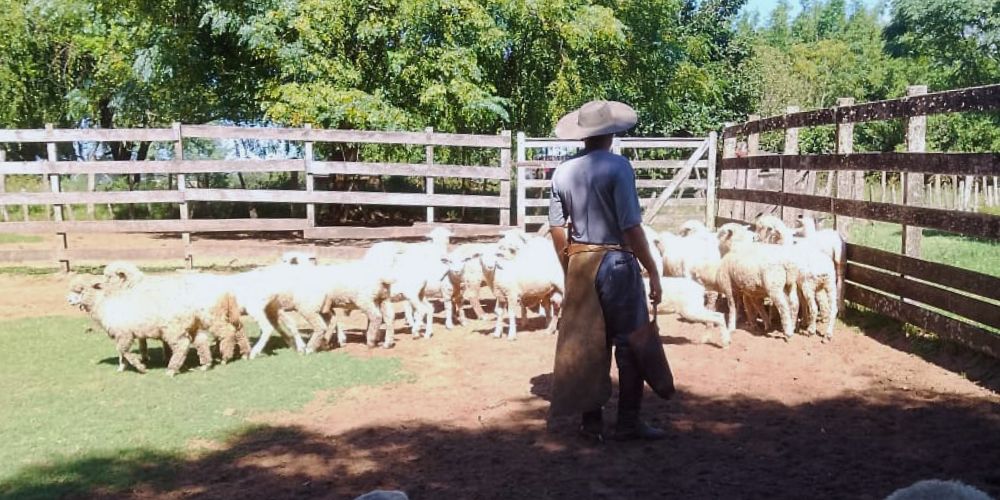Foto colorida que mostra um homem vestido com roupas de lida campeira e chapéu, de costas e com vários ovelhas na sua frente. Ao fundo, cercado e árvores. Quilombo Ibicuí da Armana, no Pampa