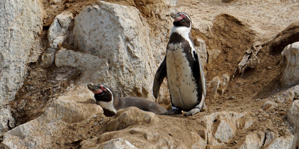 Fotos coloridas de pinguim-de-humboldt. Na imagem, aparecem dois pinguins em meio a rochas