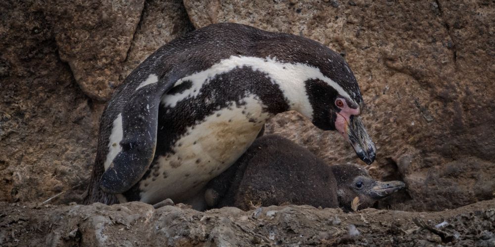 Foto colorida que mostra pinguim-de-humboldt perto de filhote, em meio a montanha