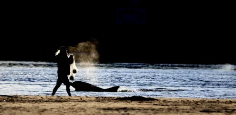 Foto colorida de silhueta de um pescador com rede nas margens do Rio Tramandaí. Próximo do homem aparece um boto.
