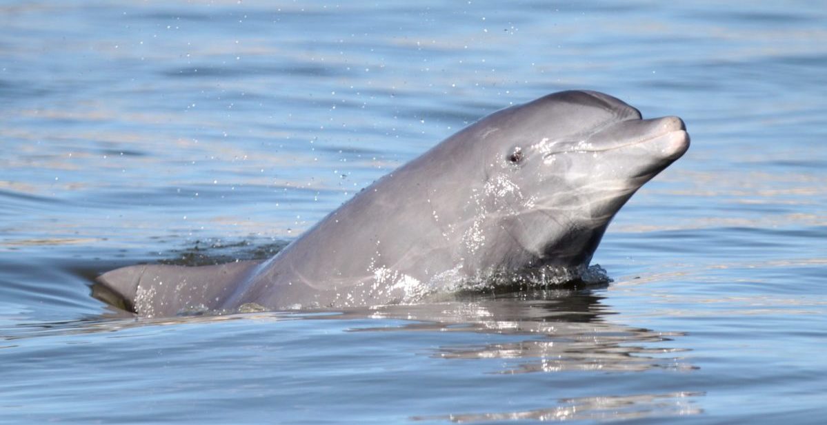 Foto colorida de boto-de-Lahille. Ele está com o corpo quase todo para fora da água, é cinza e parece olhar para a câmera