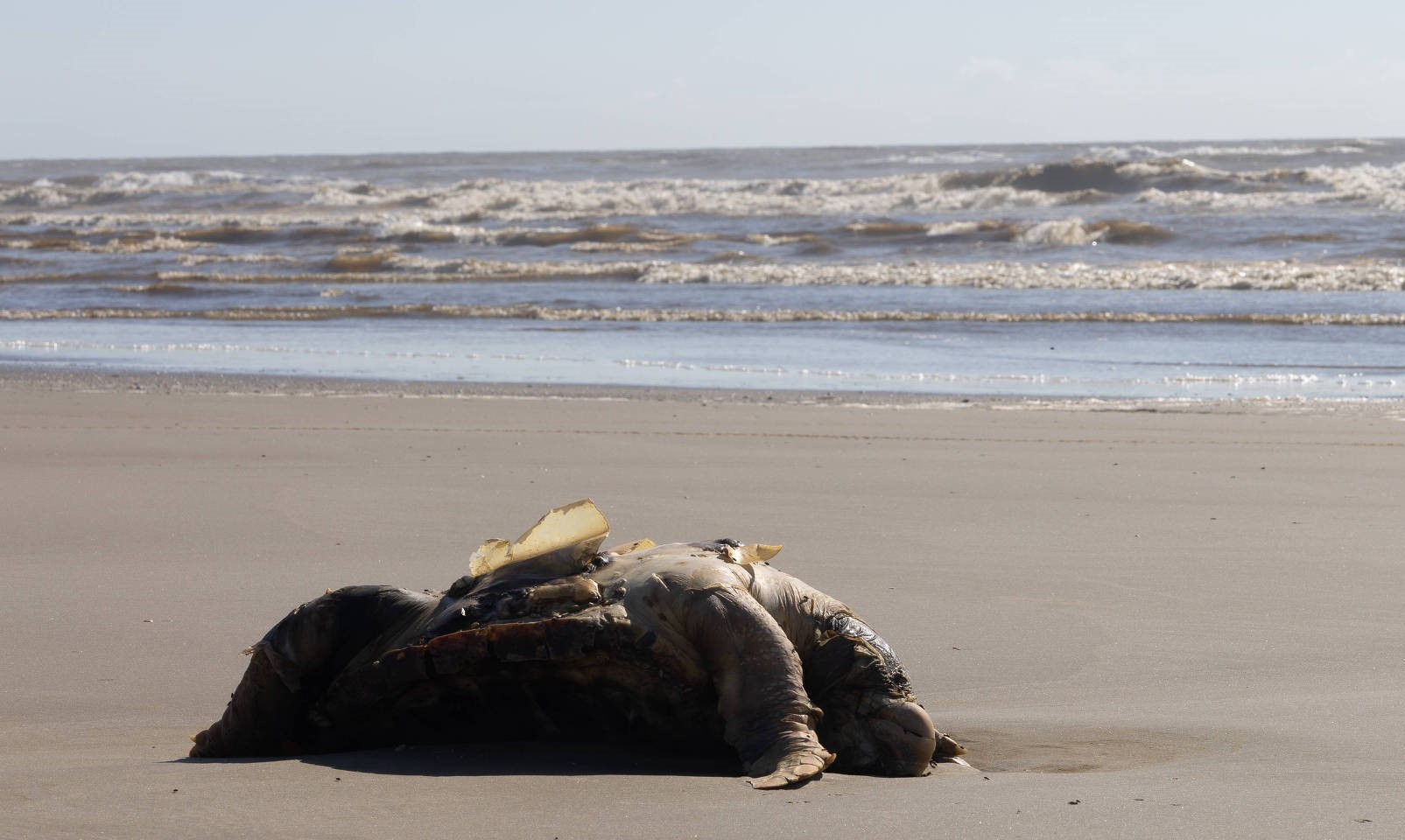 Tartaruga vítima das redes da pesca ilegal no litoral gaúcho: parque marinho no Rio Grande do Sul para preservar biodiversidade (Foto: Lucas Armorelli / Sea Sheperd Brasil / Divulgação)