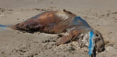 Toninha morta no litoral gaúcho: criação de Parque Nacional Marinho do Albardão para proteger espécies (Foto: Nema/Divulgação)