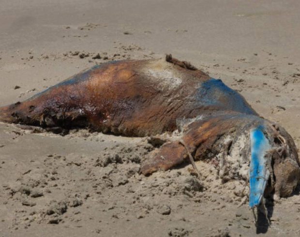 Para proteger toninhas e tartarugas: Albardão, o maior parque marinho do Brasil