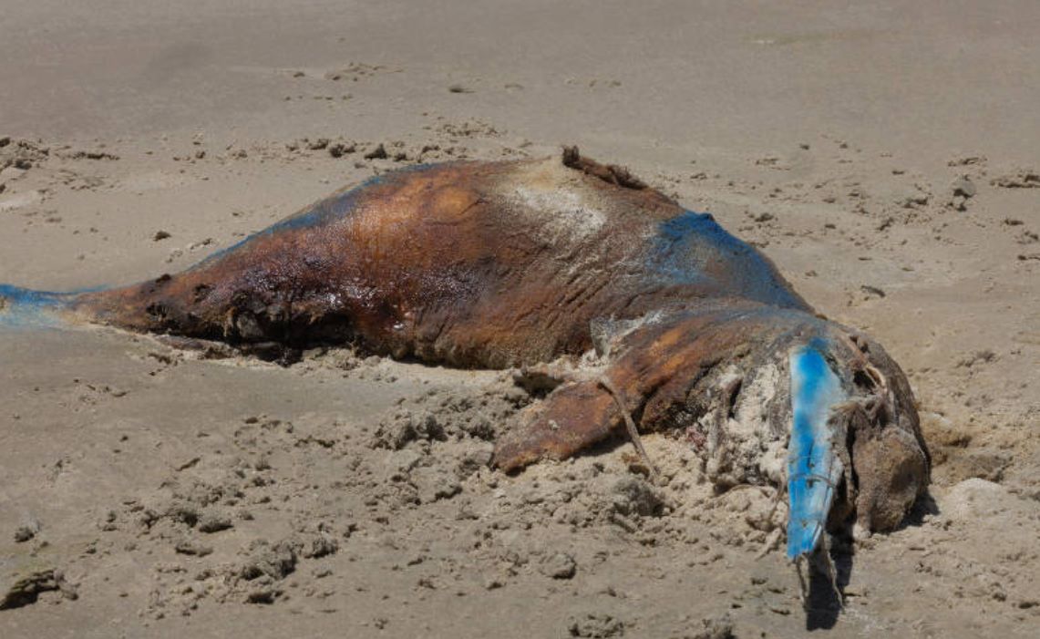 Toninha morta no litoral gaúcho: criação de Parque Nacional Marinho do Albardão para proteger espécies (Foto: Nema/Divulgação)