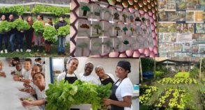 Programa Hortas Cariocas cria um ambiente sustentável em escolas do Rio