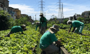Em Manguinhos, antigo terreno com lixo é hoje uma área de quatro hectares de plantações com 21 moradores locais na equipe. Foto: Divulgação/Secretaria municipal de Meio Ambiente