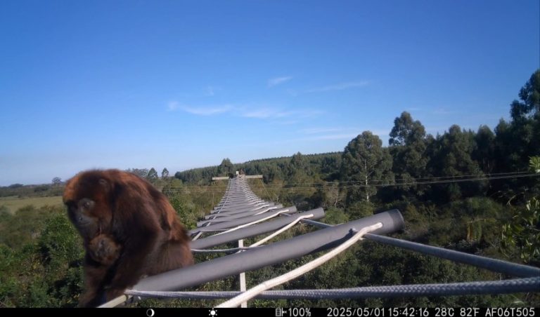 Foto colorida de bugio-ruivo e filhote atravessando ponte de corda na ERS-040, no Rio Grande do Sul