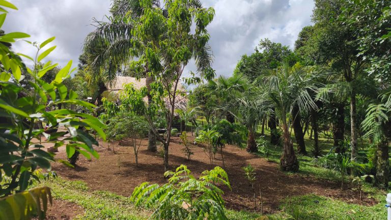 Foto colorida de Área de agrofloresta na Aldeia Yvyty Porã, em Maquiné.