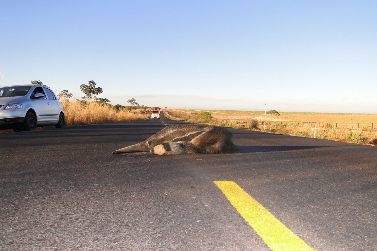 Foto colorida de tamanduá-bandeira morto após ser atropelado na BR-158, em Mato Grosso. Na imagem, o animal aparece no meio da pista. Ao fundo, caminhão se aproxima.