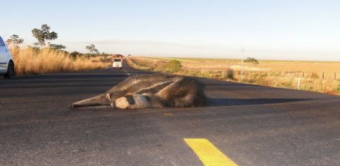 Foto colorida de tamanduá-bandeira morto após ser atropelado na BR-158, em Mato Grosso. Na imagem, o animal aparece no meio da pista. Ao fundo, caminhão se aproxima.