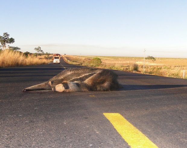 Plano nacional pretende frear chacina de animais em rodovias