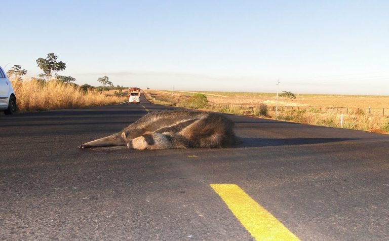 Foto colorida de tamanduá-bandeira morto após ser atropelado na BR-158, em Mato Grosso. Na imagem, o animal aparece no meio da pista. Ao fundo, caminhão se aproxima.