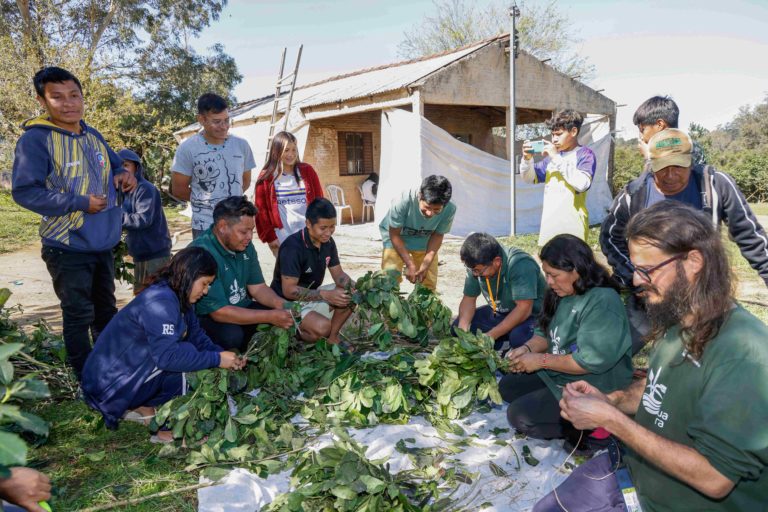 Foto colorida que mostra indígenas guarani reunidos realizando separação de folhas de erva-mate na Tekoá Anhetenguá, em Porto Alegre. Ação faz parte do Projeto Ar Água e Terra