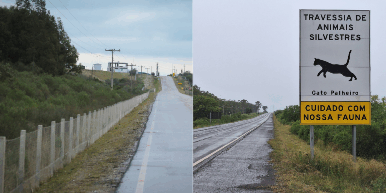 Duas fotos coloridas. Na imagem da esquerda, cerca de proteção em rodovia, na imagem da direita, placa de sinalização que diz: "travessia de animais silvestres", com o desenho de um felino e o nome embaixo: "gato-palheiro", embaixo: "cuidado com nossa fauna"