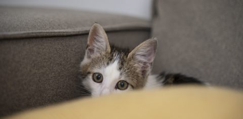 Foto colorida de um filhote de gato escondido em um sofá, com cara de assustado. Tortura de animais cresce em plataformas digitais
