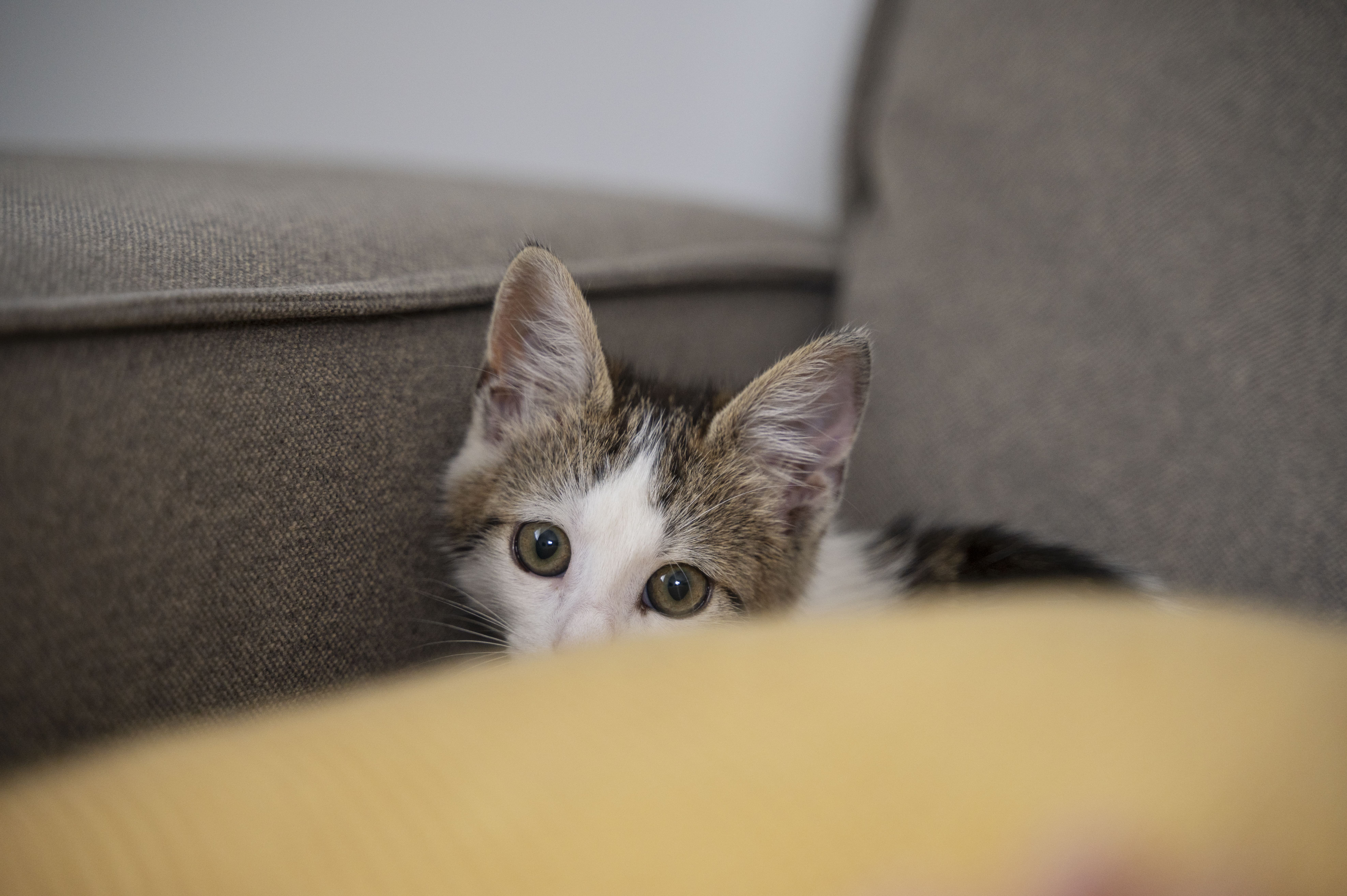 Foto colorida de um filhote de gato escondido em um sofá, com cara de assustado. Tortura de animais cresce em plataformas digitais
