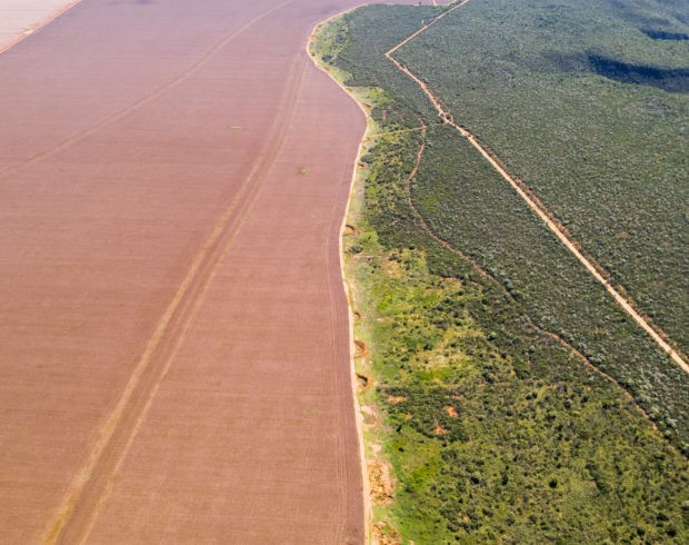 Desmatamento em 2025 fica abaixo de 1 milhão de hectares com redução em todos os biomas