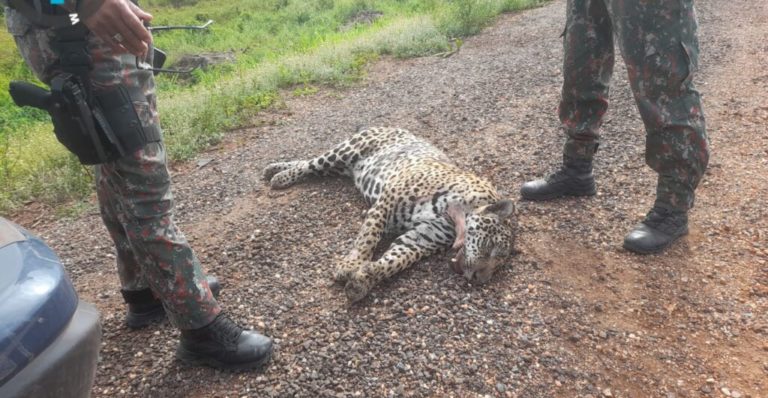 Foto colorida de onça-pintada atropelada na BR-262, no Mato Grosso do Sul. O animal aparece deitado de lado entre dois policiais