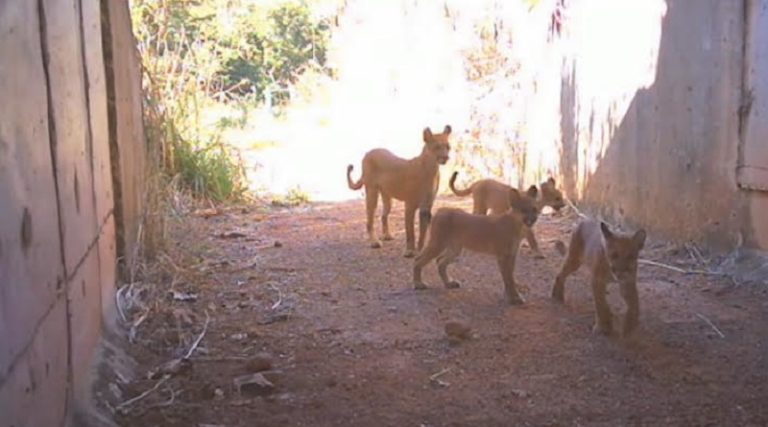 Foto colorida de família de onças atravessa com segurança corredor de fauna em ferrovia no Tocantins. Na imagem, os animais aparecem entrando na passagem subterrânea