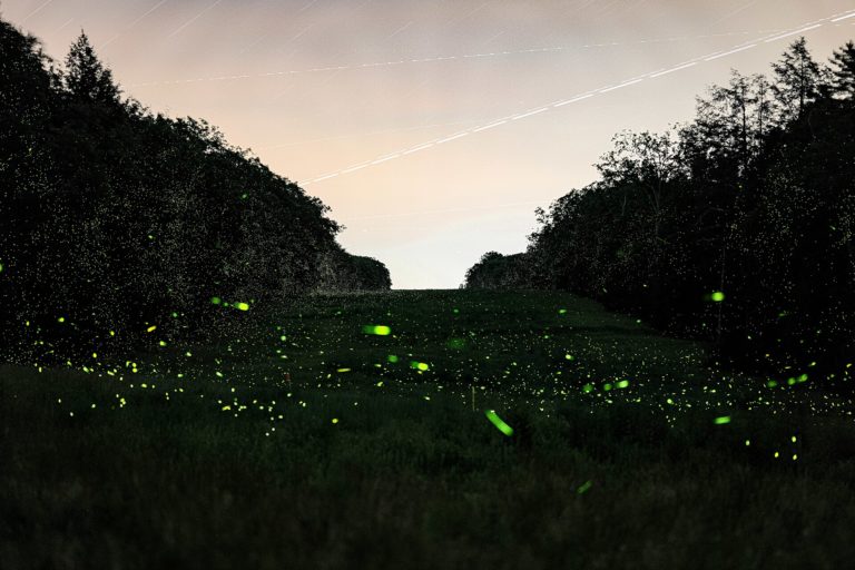 Foto colorida de um campo de vagalumes, ao anoitecer. No centro, aparecem diversos pontos de luz verde-amarelados