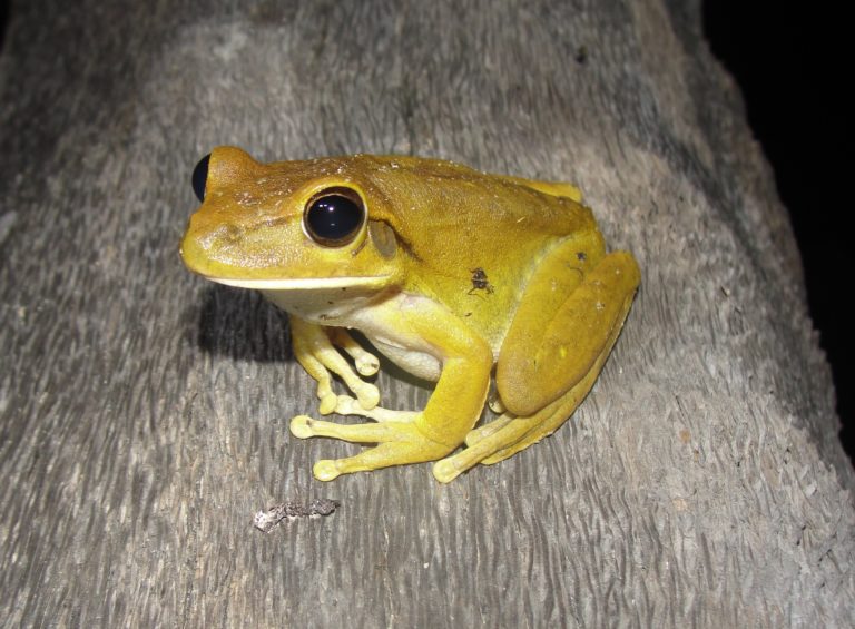 Foto colorida de uma rã-de-bananeira (Boana raniceps), espécie de anfíbio com coloração amerelada e meio marrom. Ele aparece de frente em cima de uma espécie de pano.