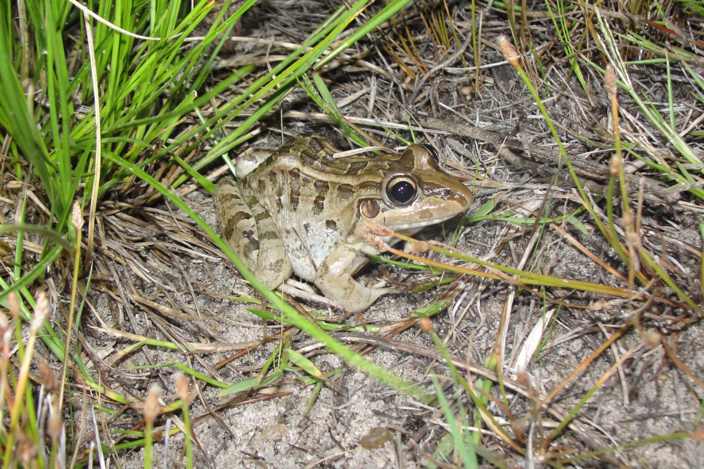 Foto colorida de uma rã-manteiga, nome popular da espécie Leptodactylus macrosternum. O anfíbio aparece no chão, ao redor de galhos secos