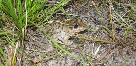 Foto colorida de uma rã-manteiga, nome popular da espécie Leptodactylus macrosternum. O anfíbio aparece no chão, ao redor de galhos secos
