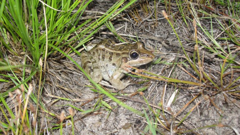 Foto colorida de uma rã-manteiga, nome popular da espécie Leptodactylus macrosternum. O anfíbio aparece no chão, ao redor de galhos secos