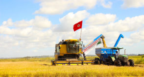 Rio Grande do Sul mostra como reduzir metano sem perder produtividade no cultivo de arroz