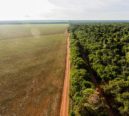 Redução da vegetação nativa deixa Brasil mais exposto aos eventos extremos do El Niño