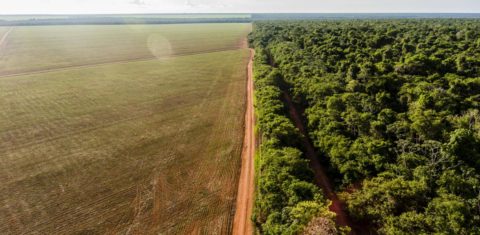 Área agrícola castigada pela seca ao lado de floresta na Amazônia mato-grossense: redução de chuvas nas áreas de agropecuária foi maior do que nas áreas de floresta no bioma (Foto: Fábio Nascimento / ISA)