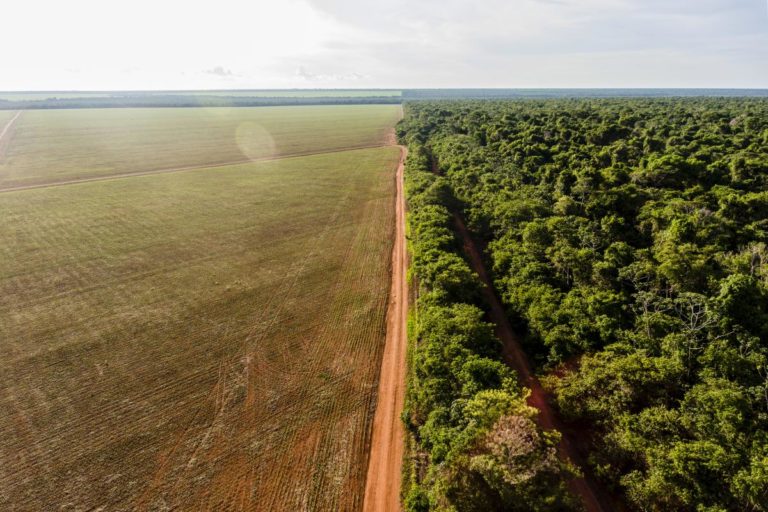 Área agrícola castigada pela seca ao lado de floresta na Amazônia mato-grossense: redução de chuvas nas áreas de agropecuária foi maior do que nas áreas de floresta no bioma (Foto: Fábio Nascimento / ISA)