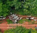 Emissões de metano da agropecuária sobem no Brasil; e ambientalistas propõem ações para redução
