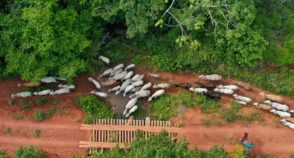 Emissões de metano da agropecuária sobem no Brasil; e ambientalistas propõem ações para redução