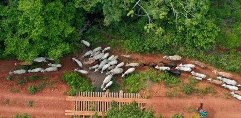 Criação ilegal de gado em São Félix do Xingu: emissões de metano da agropecuária sobem e ambientalistas lançam propostas para redução das emissões do gás, um dos vilões da crise climática (Foto: Gilvan Alves / TV Brasil via Agência Brasil)