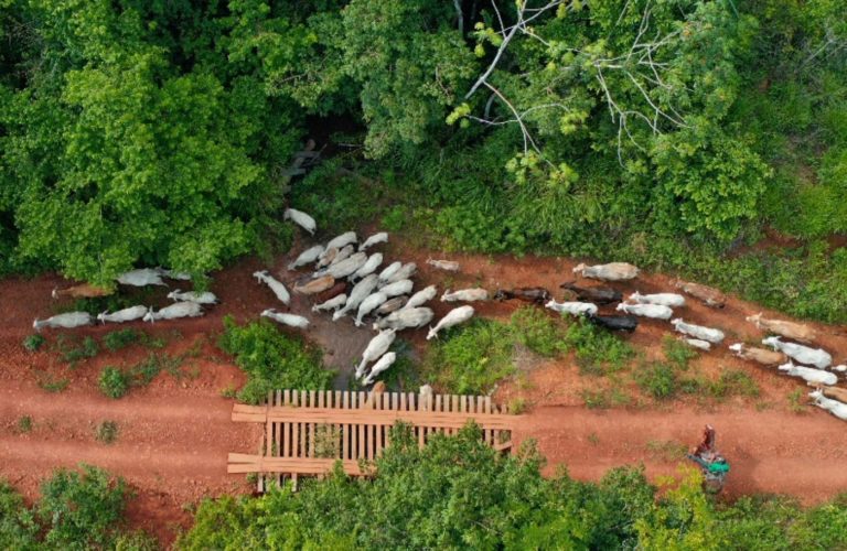 Criação ilegal de gado em São Félix do Xingu: emissões de metano da agropecuária sobem e ambientalistas lançam propostas para redução das emissões do gás, um dos vilões da crise climática (Foto: Gilvan Alves / TV Brasil via Agência Brasil)