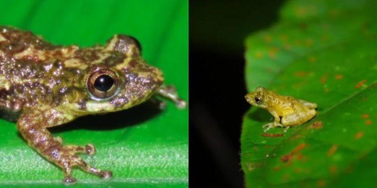 Duas fotos coloridas do ololygon paulofreirei, espécie de anfíbio descoberta na APA Aldeia-Beberibe. Ele é pequeno e possui tons variados de verde e está sob uma folha.