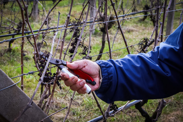 Foto colorida que mostra vinhedo com uvas murchas após deriva do agrotóxico 2,4-D. Na imagem, aparece o braço de uma pessoa com um alicate perto de um cacho de uva