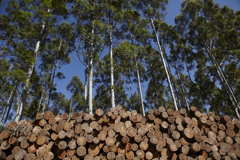 Foto colorida de plantação de eucalipto no Uruguai. Na parte inferior da imagem, aparecem vários troncos de madeira empilhados