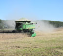 Pampa já perdeu 11,3 milhões de hectares em meio ao avanço da soja e da silvicultura